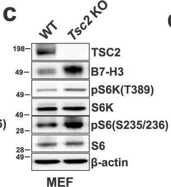 Detection of Mouse B7-H3 by Western Blot
