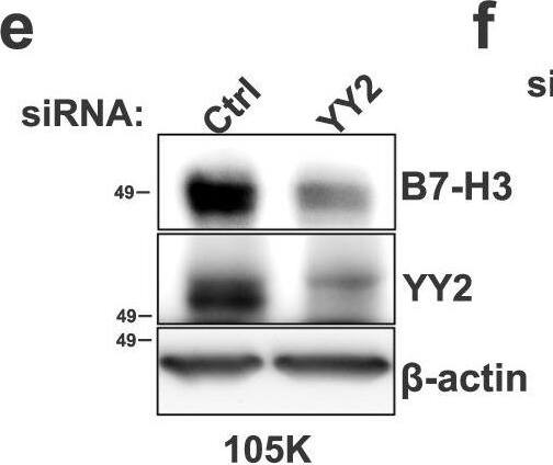 Detection of Mouse B7-H3 by Western Blot