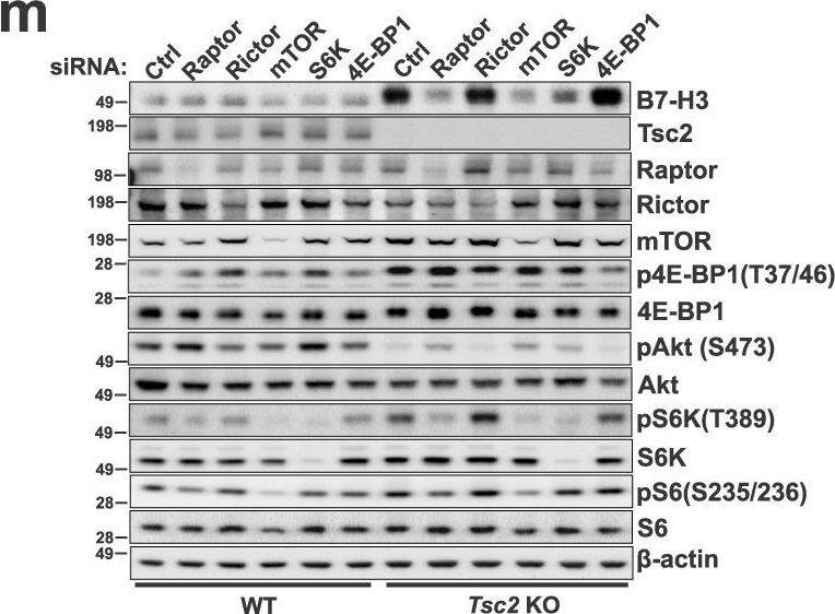 Detection of Mouse B7-H3 by Western Blot