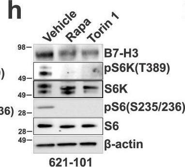 Detection of Mouse B7-H3 by Western Blot
