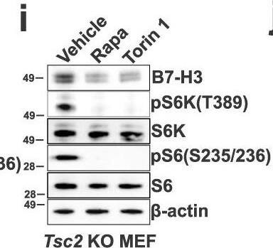 Detection of Mouse B7-H3 by Western Blot