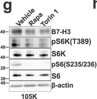 Detection of Mouse B7-H3 by Western Blot