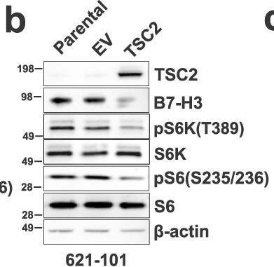 Detection of Mouse B7-H3 by Western Blot