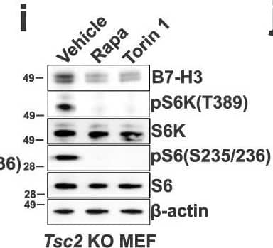 Detection of Mouse B7-H3 by Western Blot
