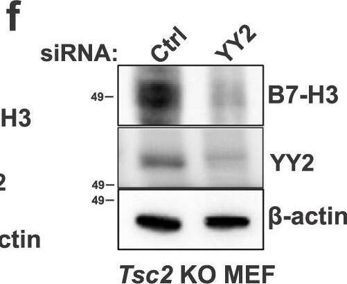 Detection of Mouse B7-H3 by Western Blot