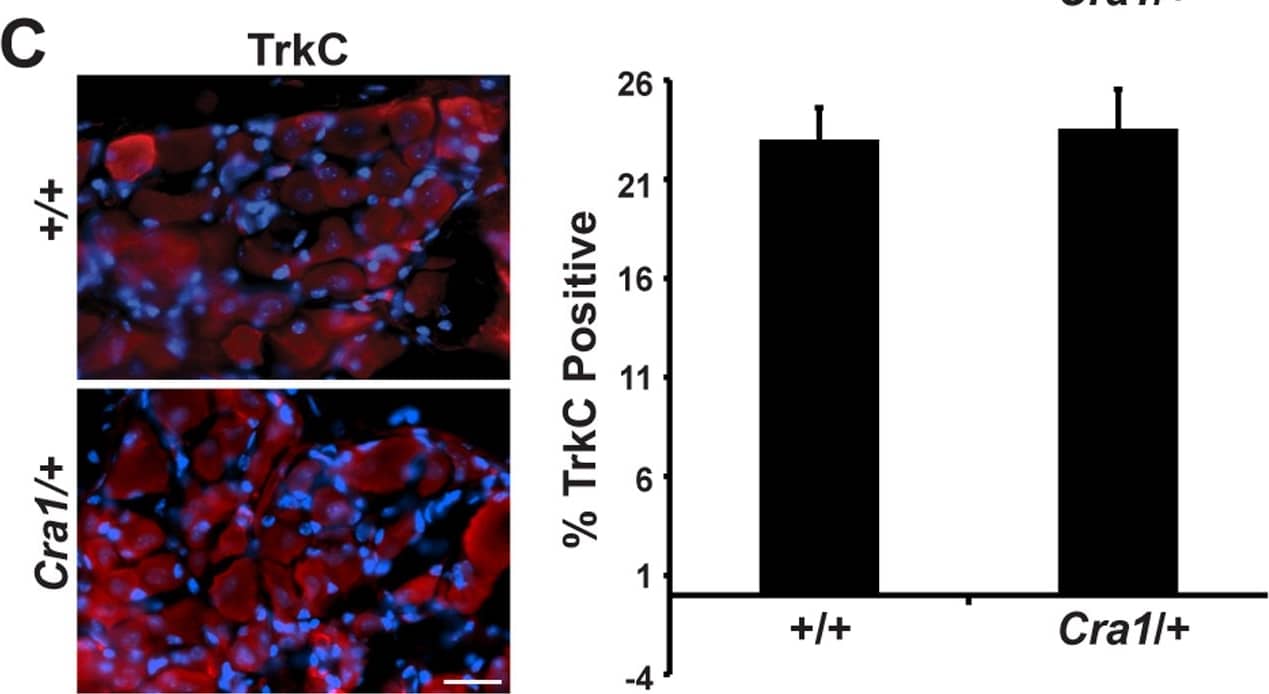 Detection of Mouse TrkC by Immunocytochemistry/ Immunofluorescence