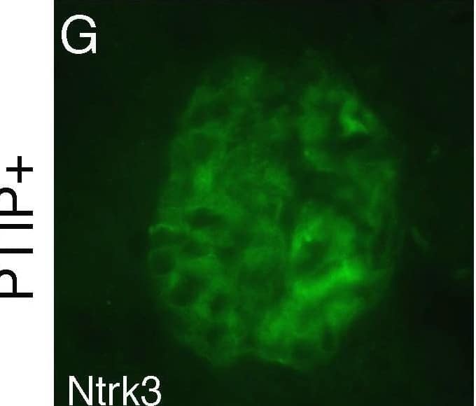 Detection of Mouse TrkC by Immunocytochemistry/ Immunofluorescence