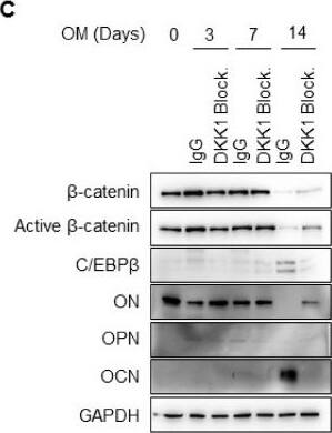 Detection of Human Osteopontin/OPN by Western Blot