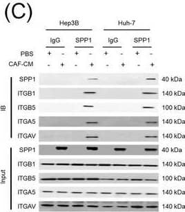 Detection of Osteopontin/OPN by Western Blot