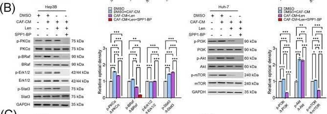 Detection of Osteopontin/OPN by Western Blot