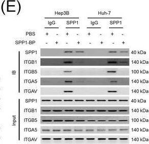 Detection of Osteopontin/OPN by Western Blot