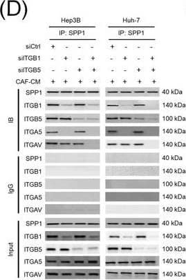 Detection of Osteopontin/OPN by Western Blot