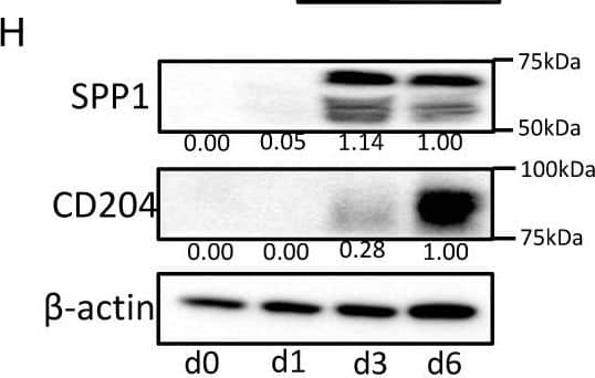 Detection of Osteopontin/OPN by Western Blot