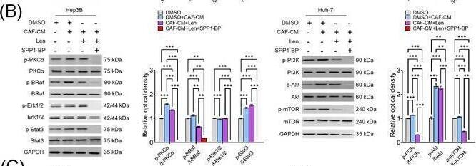 Detection of Osteopontin/OPN by Western Blot