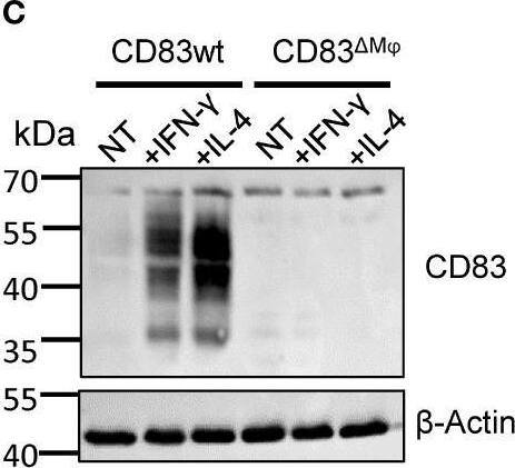 Detection of CD83 by Western Blot