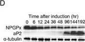 Detection of Mouse FABP4/A-FABP by Western Blot