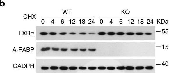 Detection of Mouse FABP4/A-FABP by Western Blot
