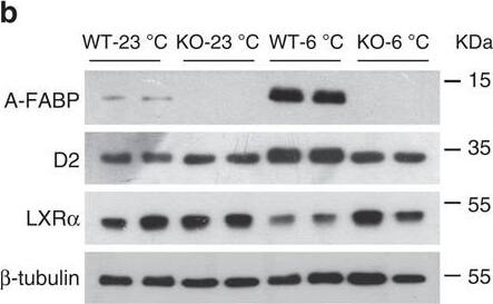 Detection of Mouse FABP4/A-FABP by Western Blot