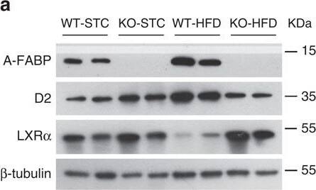 Detection of Mouse FABP4/A-FABP by Western Blot
