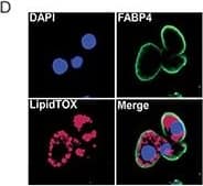 Detection of Mouse FABP4/A-FABP by Immunocytochemistry/ Immunofluorescence