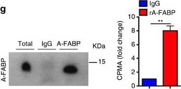 Detection of Mouse FABP4/A-FABP by Western Blot