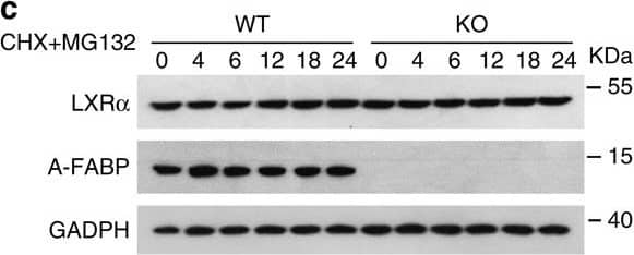 Detection of Mouse FABP4/A-FABP by Western Blot