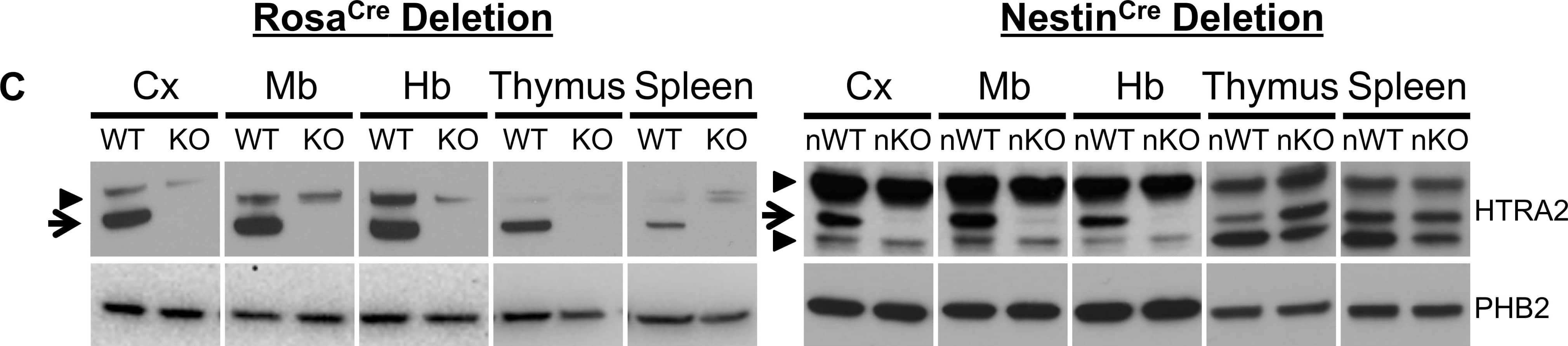 Detection of Mouse HTRA2/Omi by Western Blot