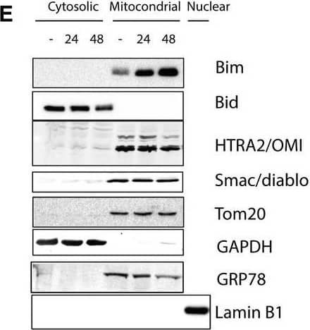 Detection of Human HTRA2/Omi by Western Blot