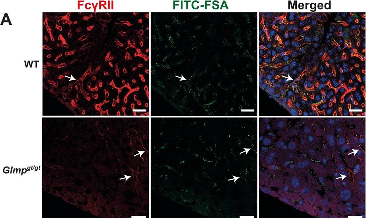 Detection of Mouse Fc gamma RII/RIII (CD32/CD16) by Immunohistochemistry