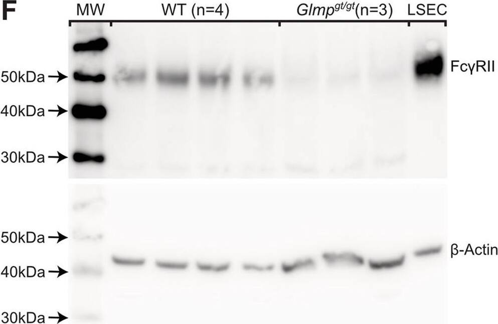Detection of Mouse Fc gamma RII/RIII (CD32/CD16) by Western Blot