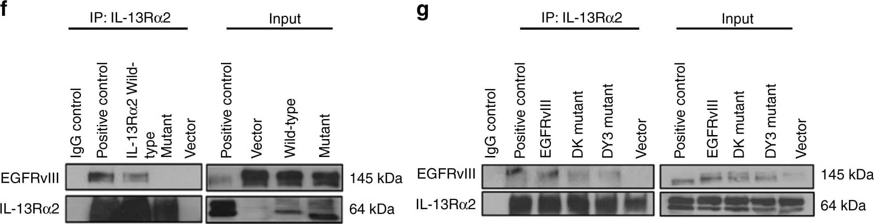 Detection of Human IL-13R alpha 2 by Western Blot