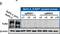 Detection of TLR4 by Western Blot