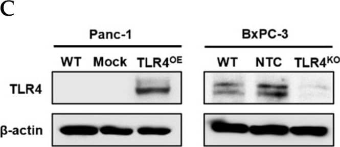 Detection of TLR4 by Western Blot