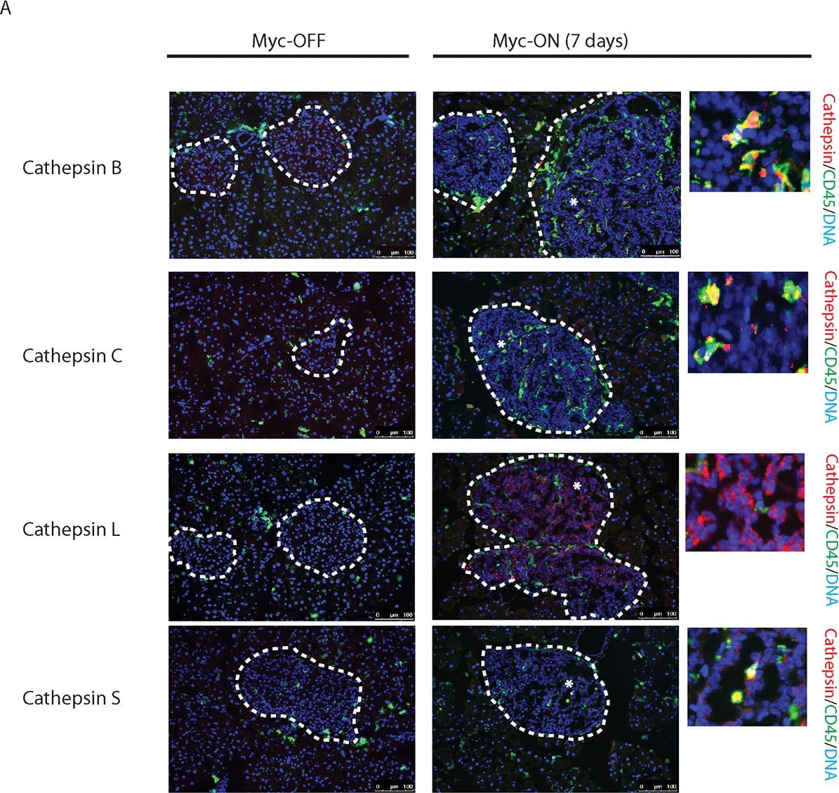 Detection of Mouse Cathepsin L by Immunocytochemistry/ Immunofluorescence