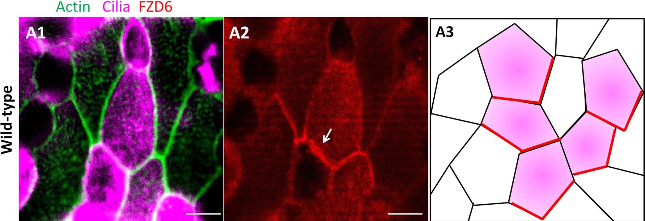 Detection of Mouse Frizzled-6 by Immunocytochemistry/Immunofluorescence