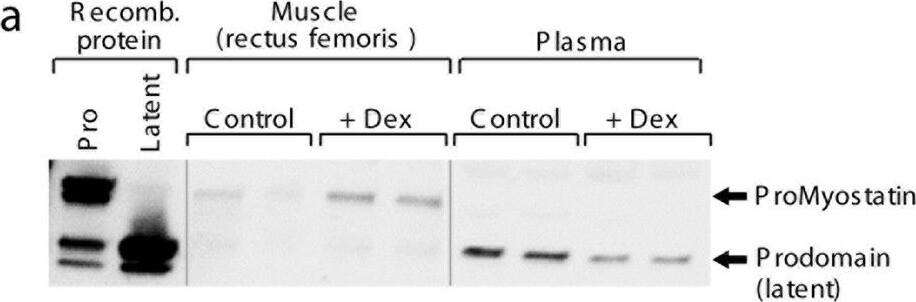 Detection of Mouse GDF-8/Myostatin by Western Blot