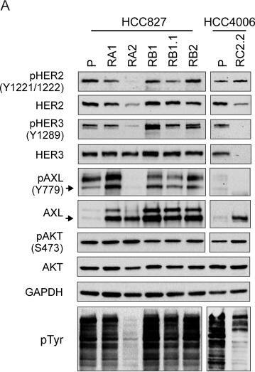 Detection of Human Axl by Western Blot
