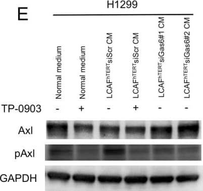 Detection of Human Axl by Western Blot