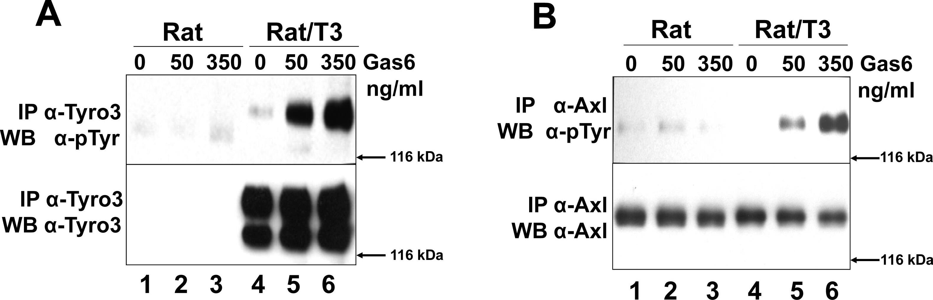 Detection of Rat Axl by Western Blot