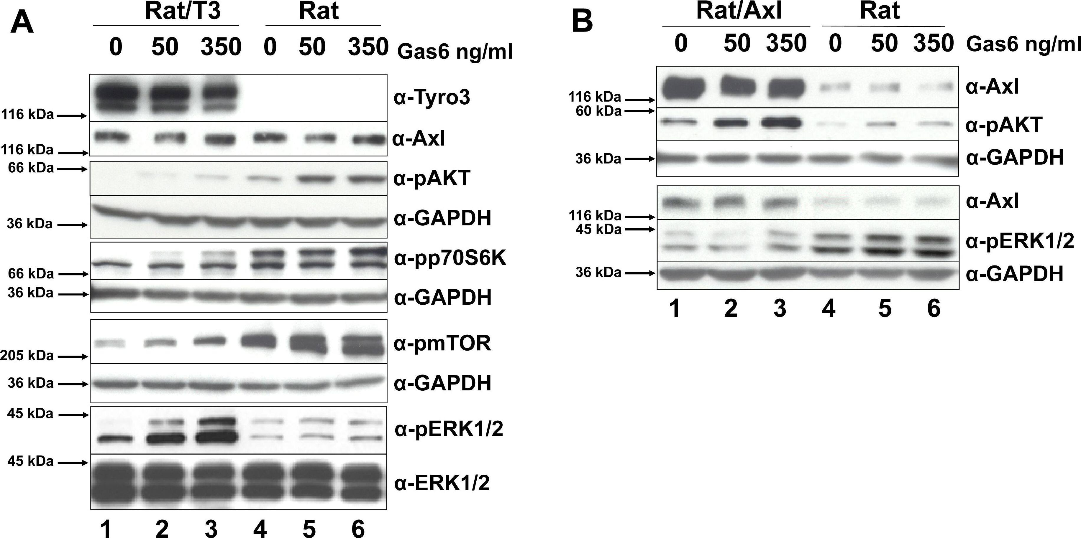 Detection of Rat Axl by Western Blot