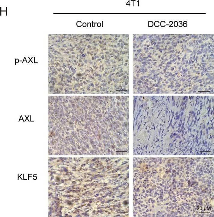 Detection of Human Axl by Immunohistochemistry