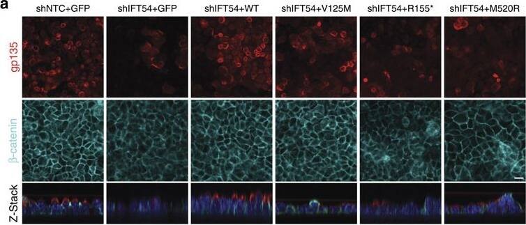 Detection of Mouse Mouse Podocalyxin Antibody by Immunohistochemistry