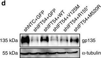 Detection of Mouse Podocalyxin Like by Western Blot
