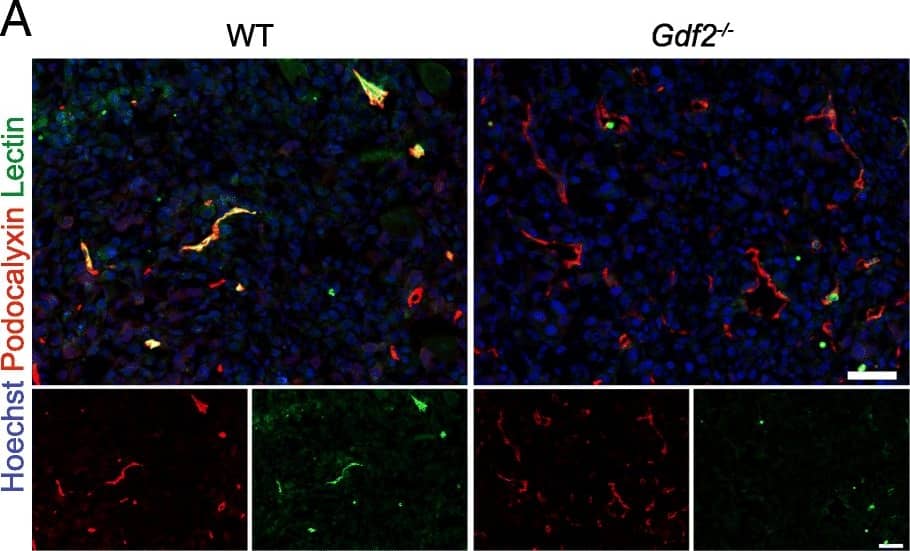Detection of Mouse Podocalyxin Like by Immunocytochemistry/Immunofluorescence