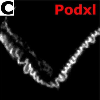 Detection of Mouse Podocalyxin Like by Immunocytochemistry/Immunofluorescence