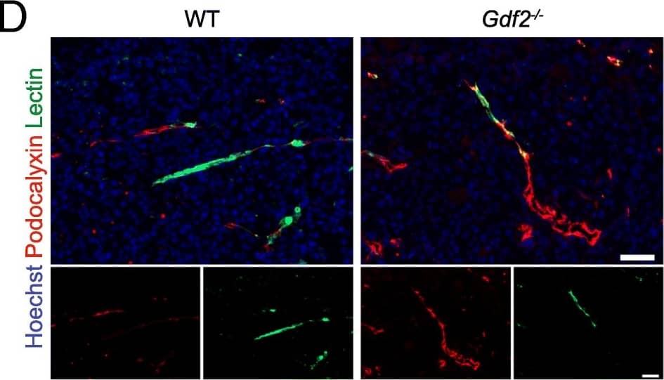 Detection of Mouse Podocalyxin Like by Immunocytochemistry/Immunofluorescence