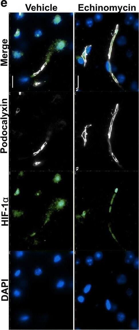 Detection of Mouse Podocalyxin Like by Immunohistochemistry
