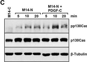 Detection of Human PDGF-C by Western Blot
