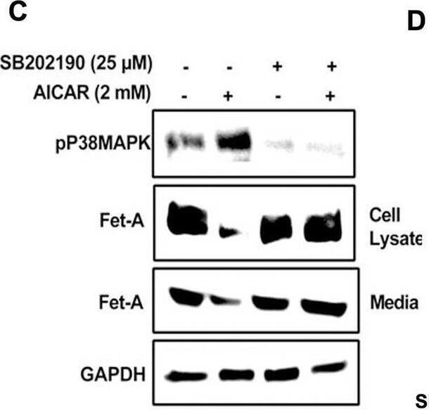 Detection of Fetuin A/AHSG by Western Blot