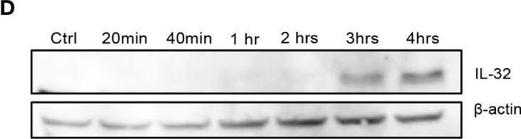 Detection of IL-32 by Western Blot